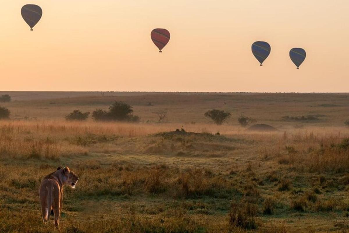 a horse standing in a field with hot air balloons