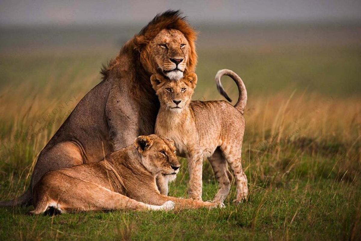 a lion and a lion cub sitting in the grass