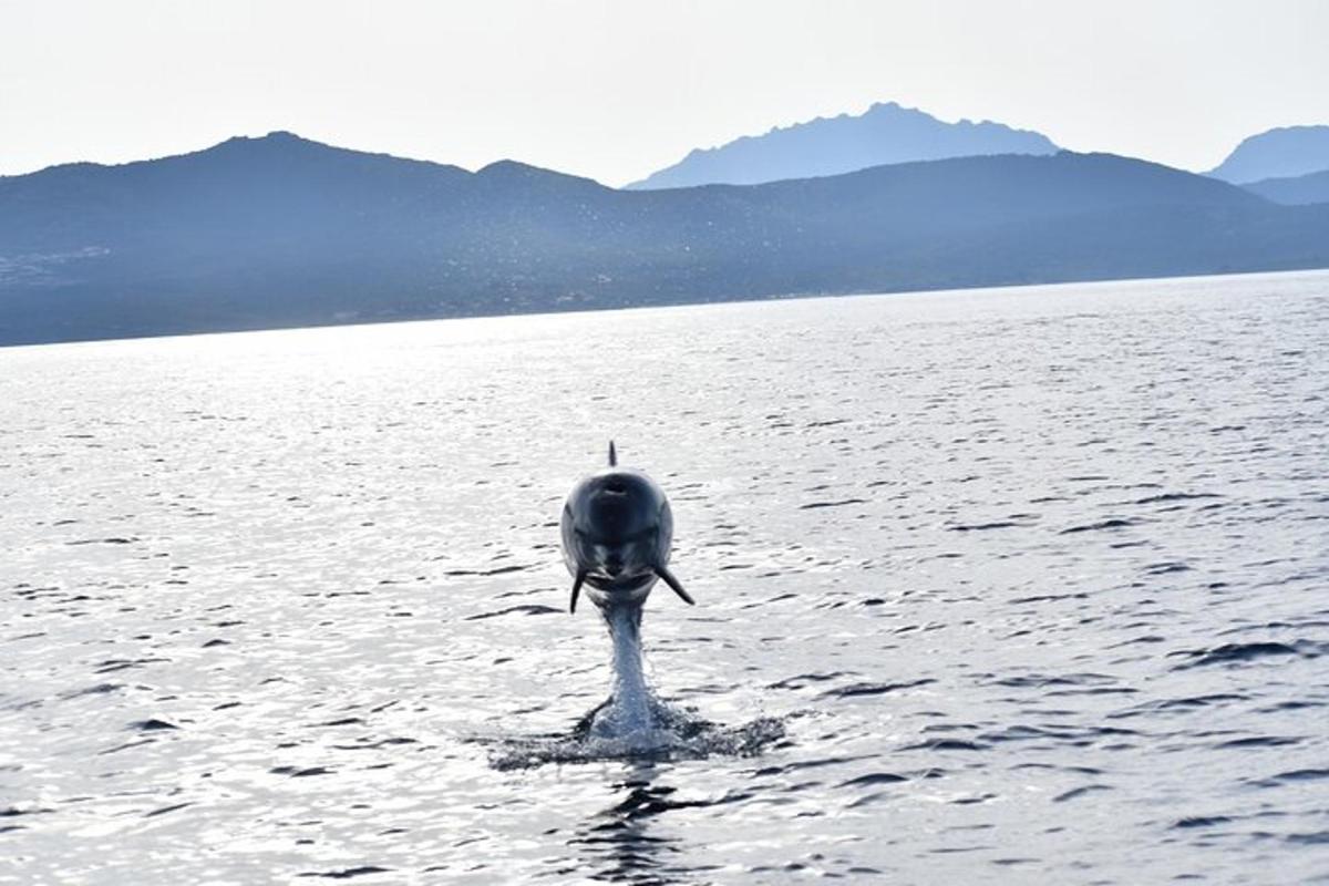 a dolphin swimming in the water in the ocean