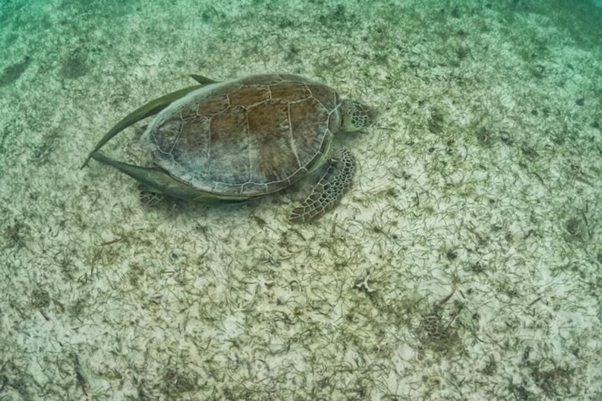 一只海龟躺在海里的沙子里
