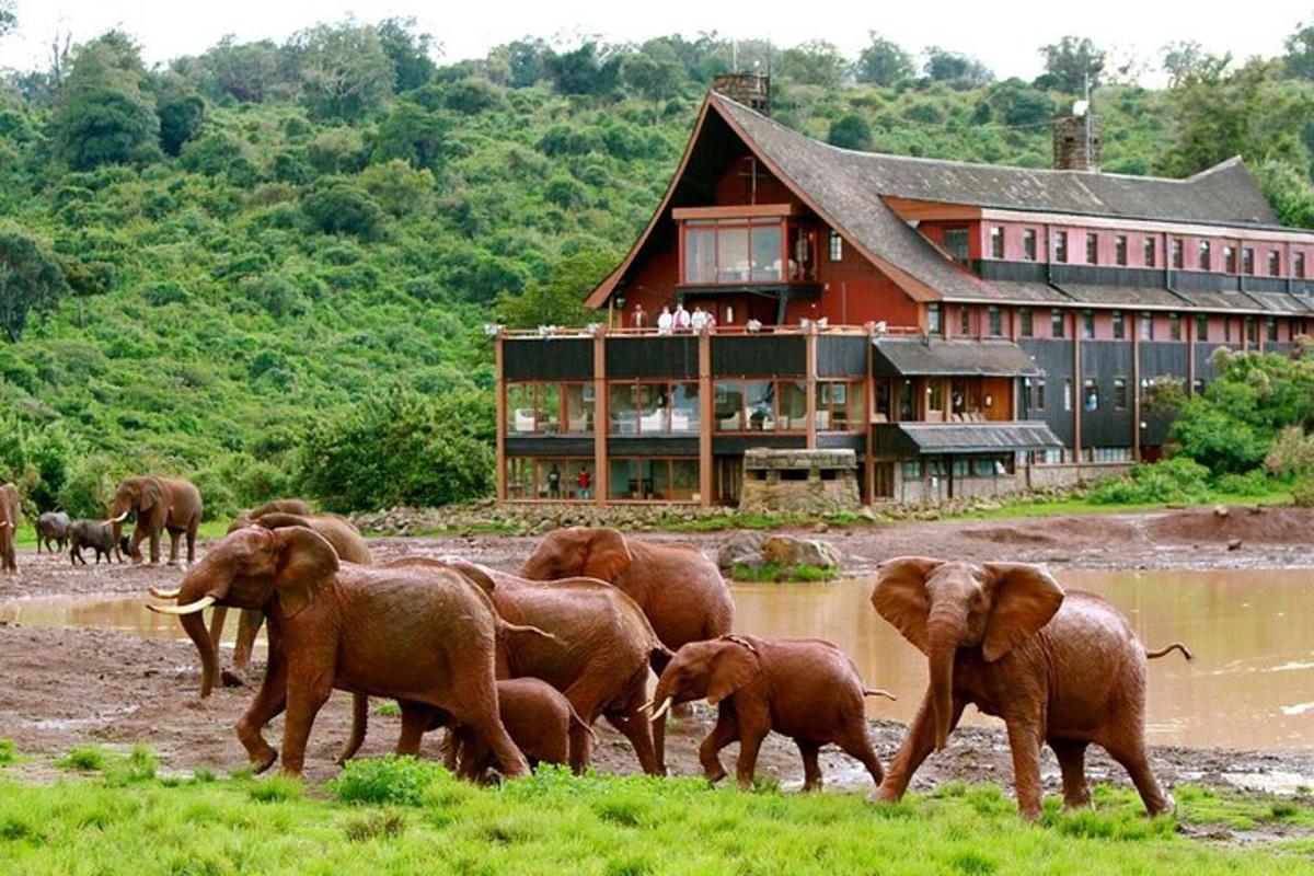 a herd of elephants walking in front of a building