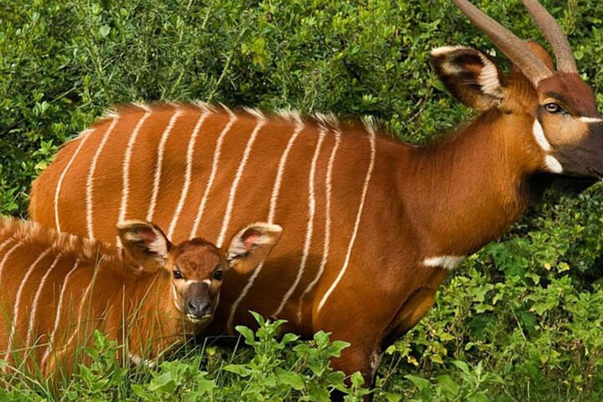 a mother and baby cow standing in the grass