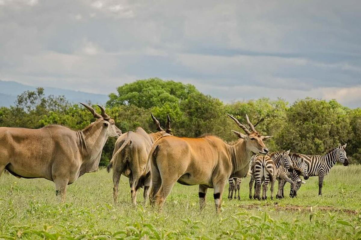a group of animals standing in a field with zebras