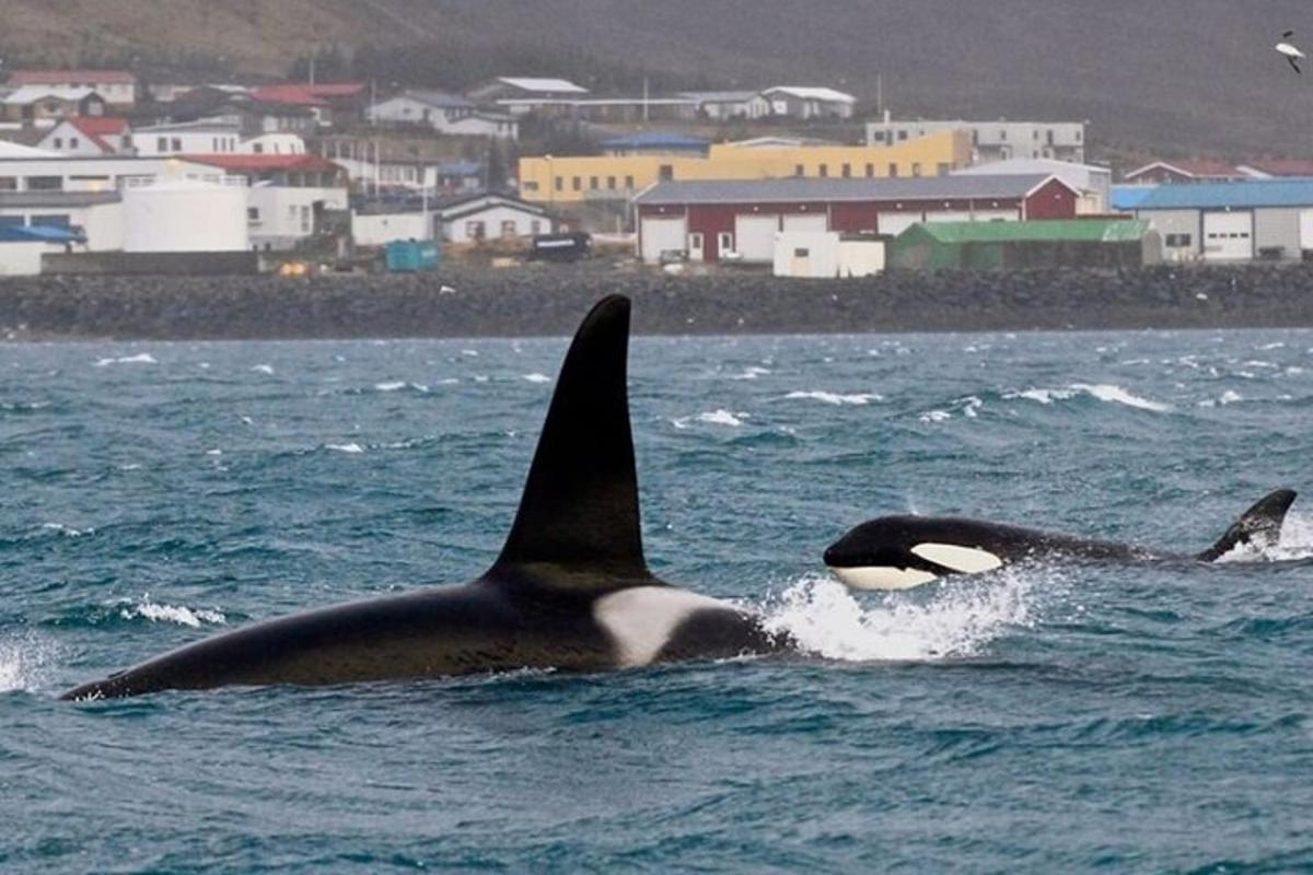 Un par de orcas nadando en el océano