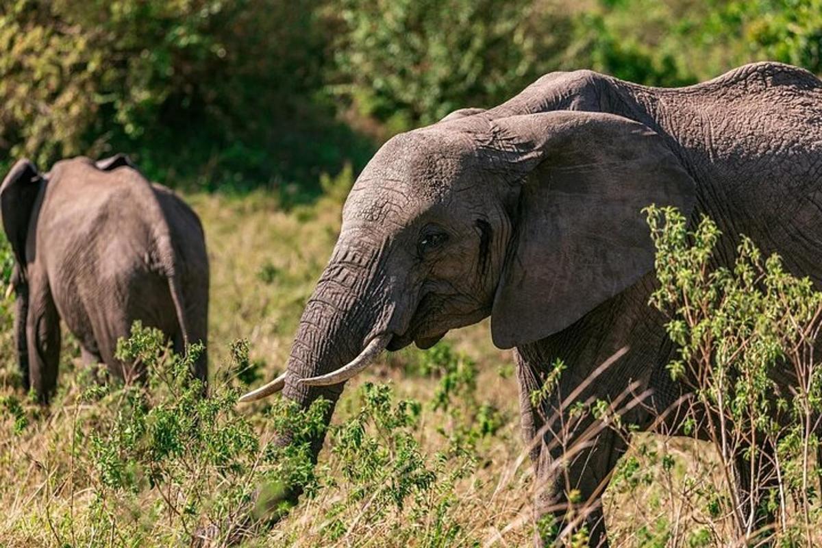 Un elefante y un bebé elefante caminando en un campo