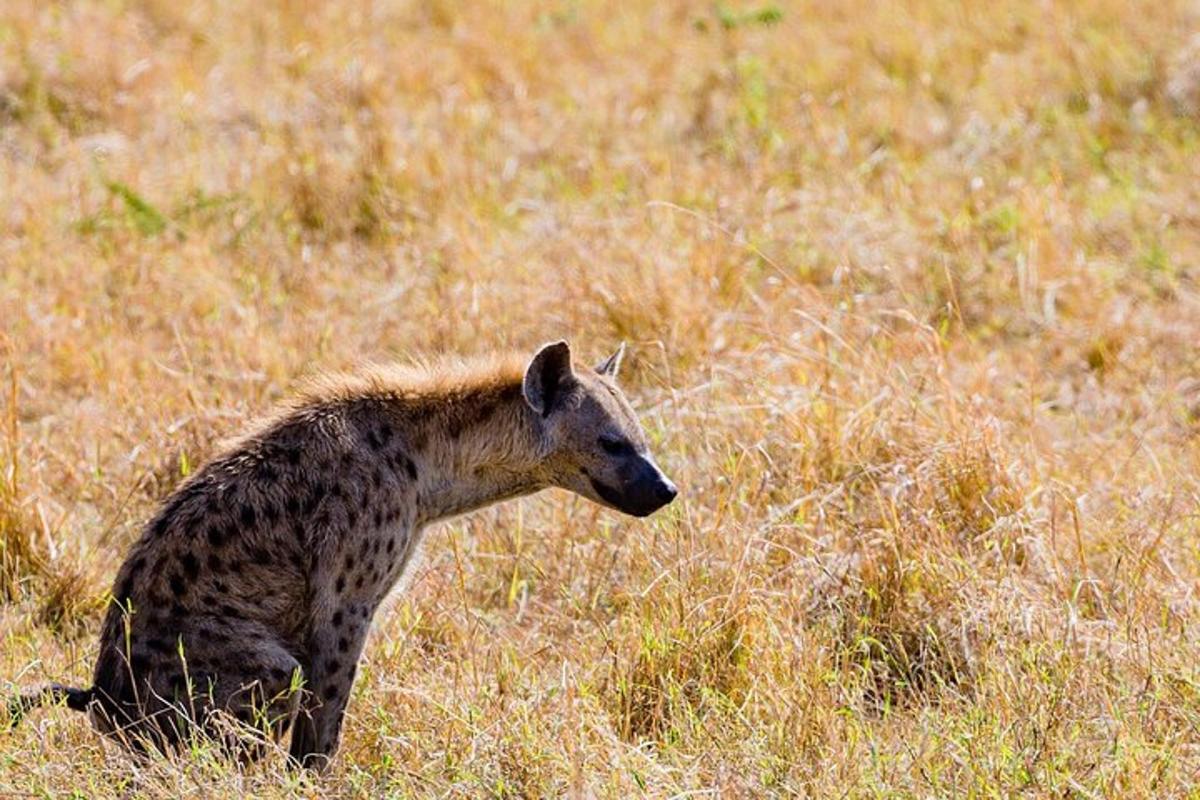 hyena sedící na poli s vysokou trávou