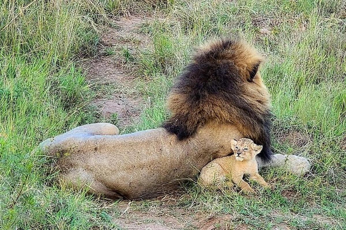 ein Löwe, der mit einem Löwenbaby im Gras liegt