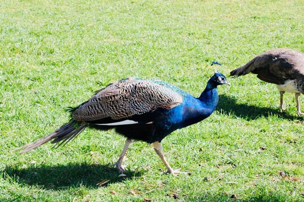 due pavoni che camminano nell'erba in un campo