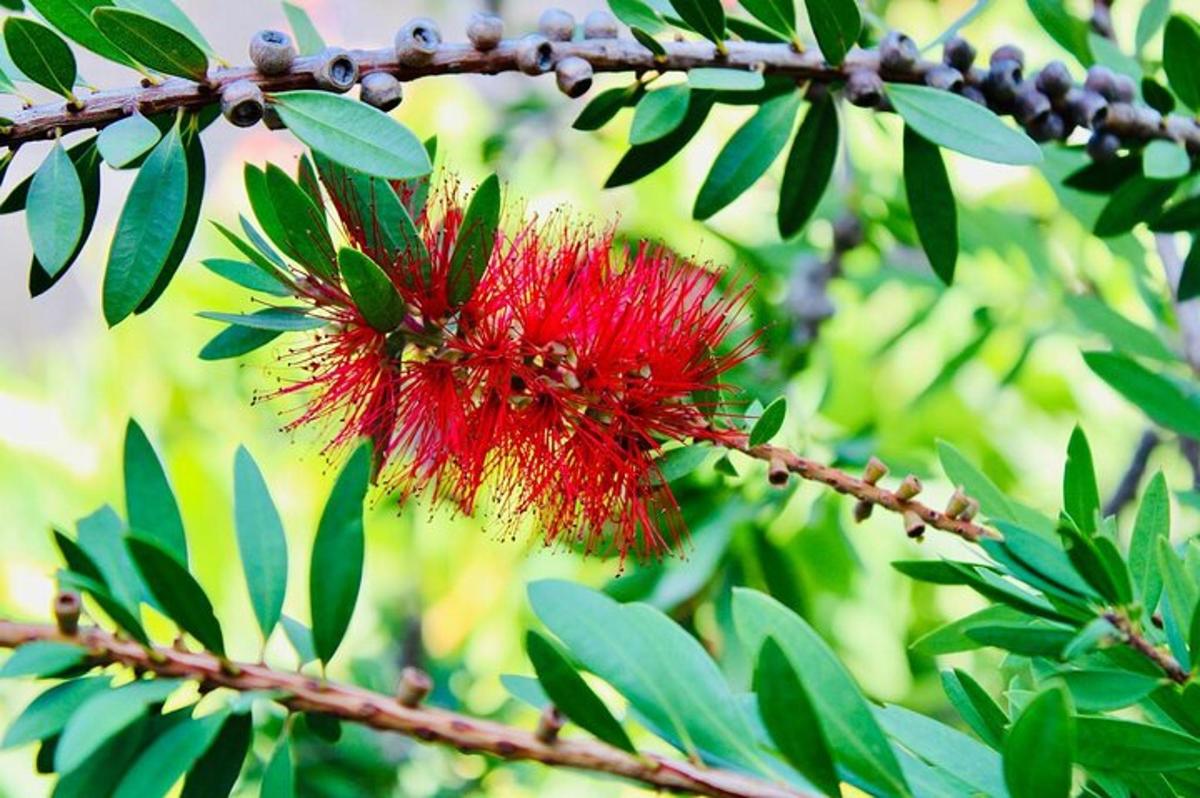 eine rote Blume auf einem Baum mit grünen Blättern