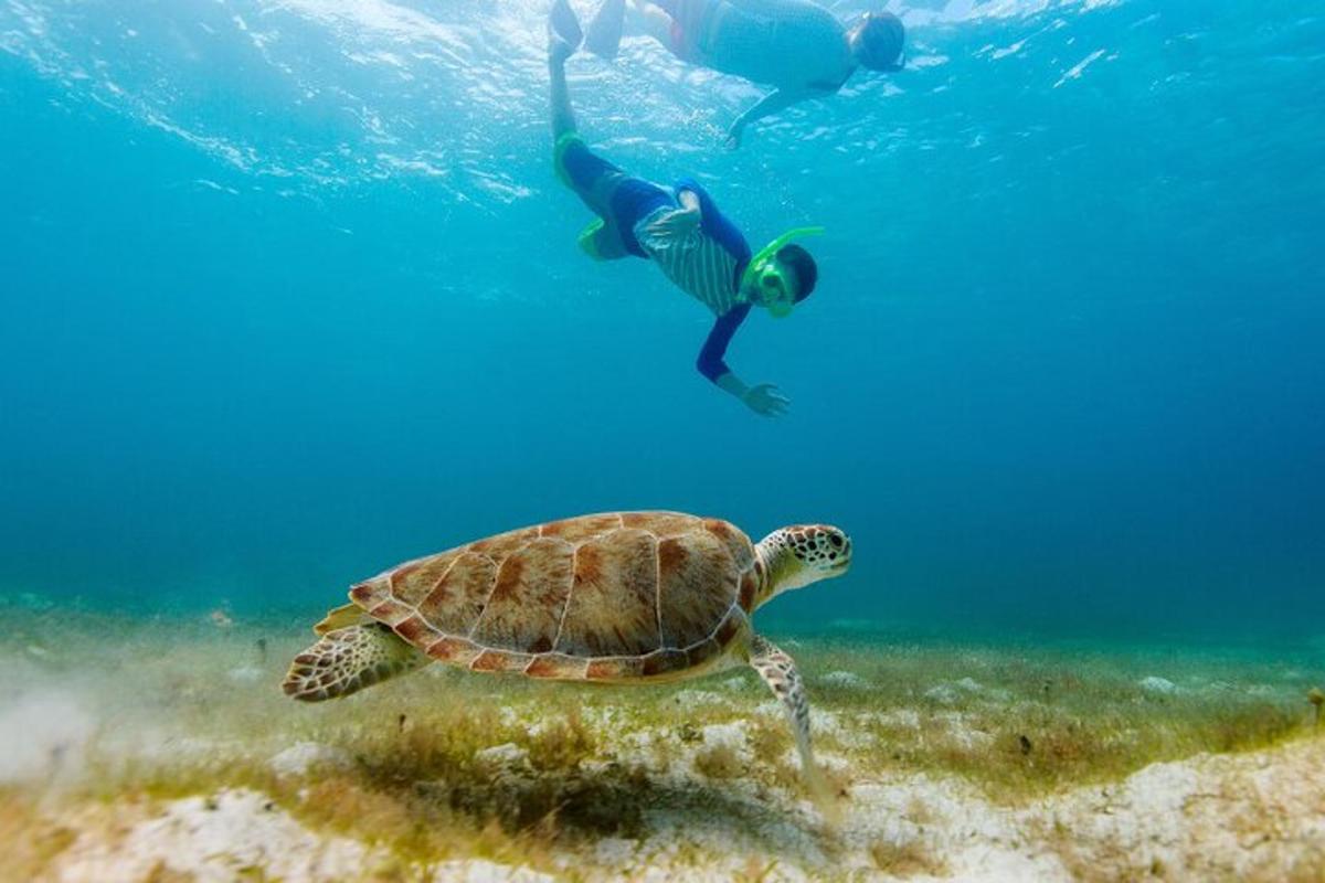 muž plave vedle želvy v oceánu