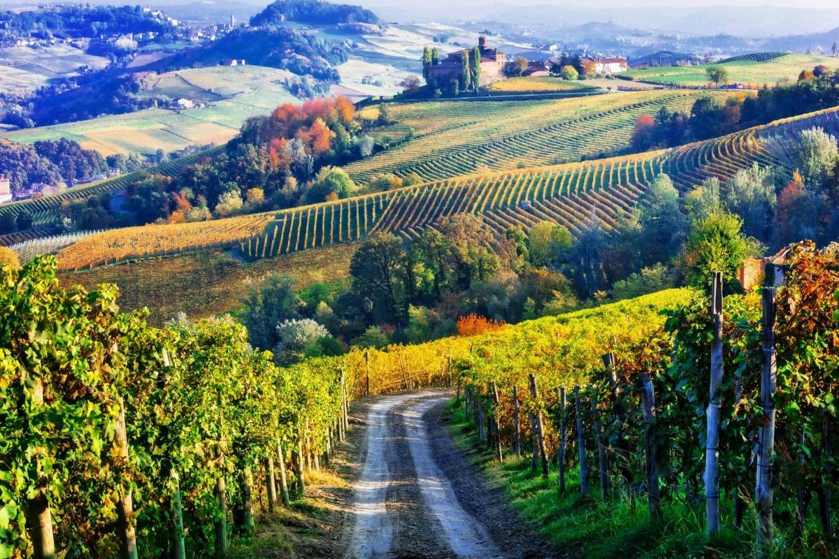 una strada sterrata attraverso un vigneto in autunno