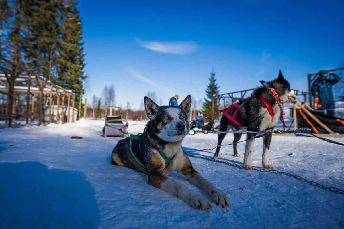 two dogs tied to a sled in the snow