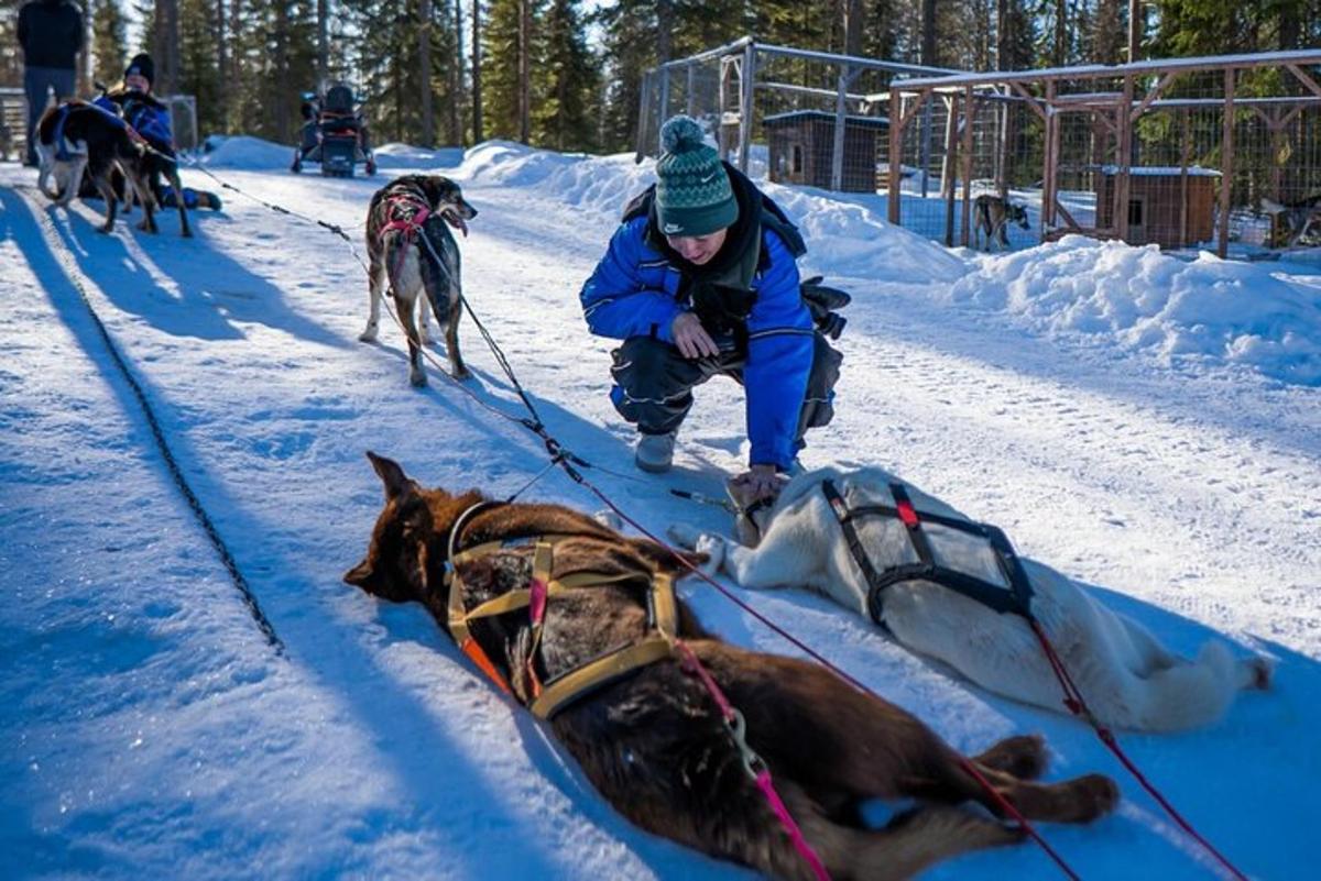 a man pulling two dogs on a sled
