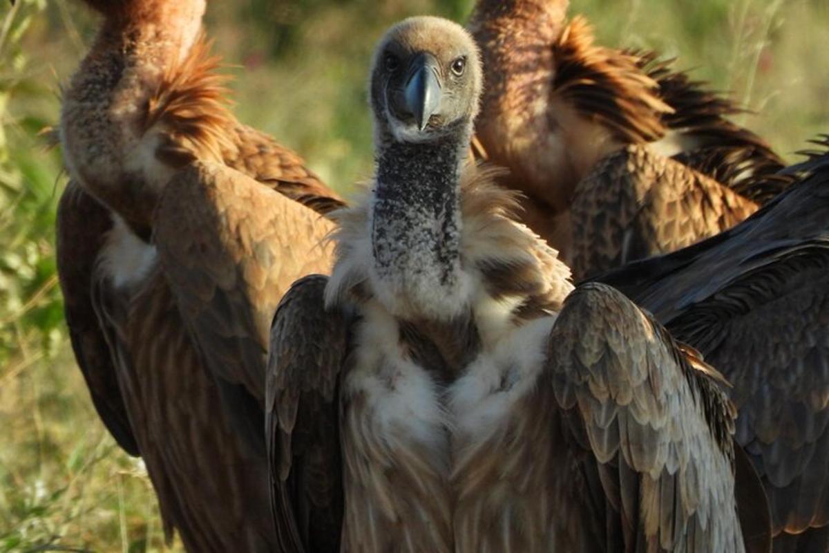 a group of vultures standing in a field