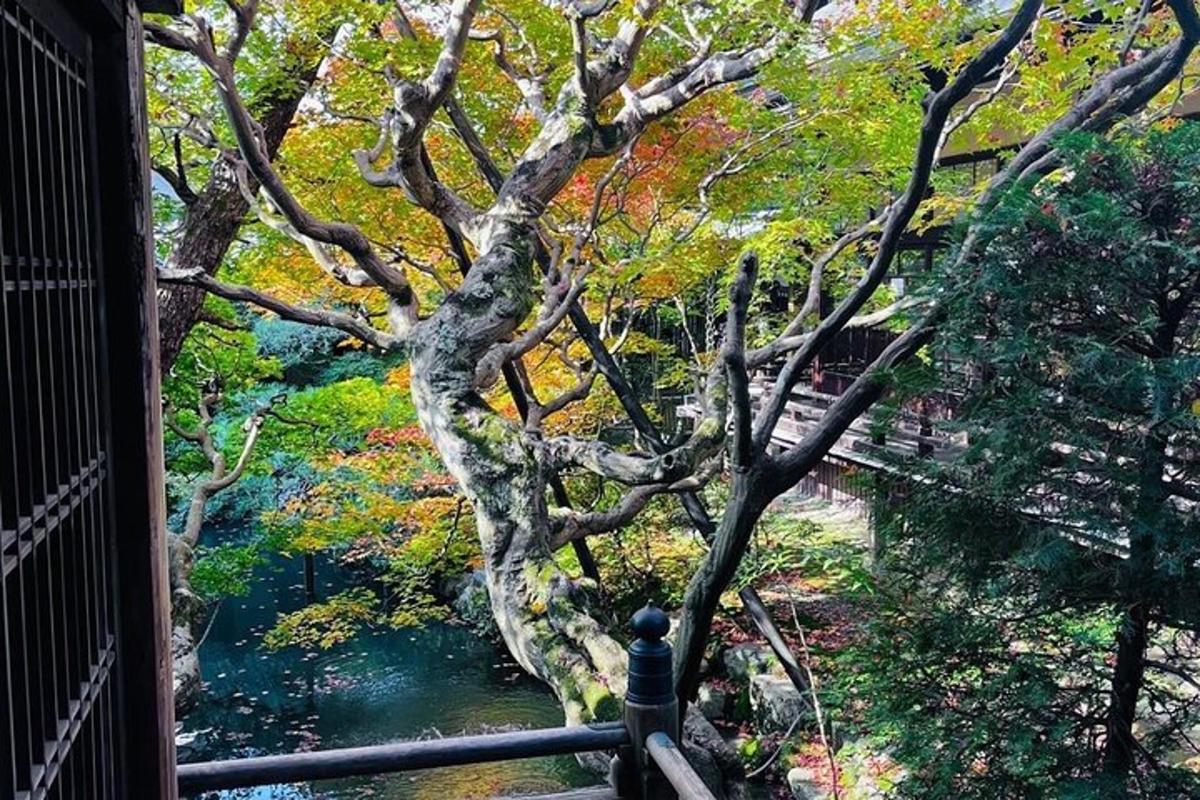 uma vista de uma janela de uma árvore perto de um rio