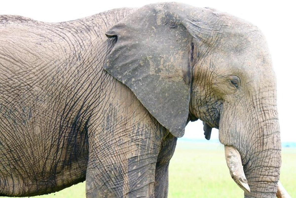 un primo piano di un elefante in piedi in un campo