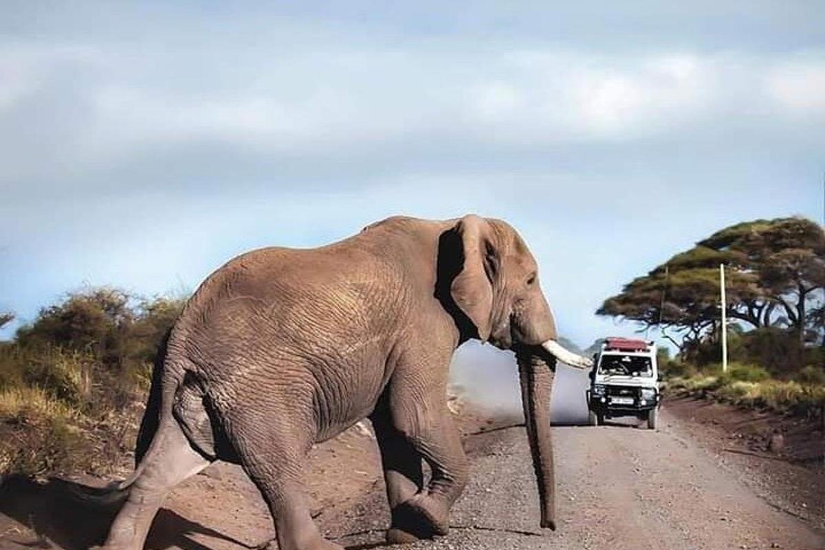un elefante che attraversa una strada sterrata davanti a un camion