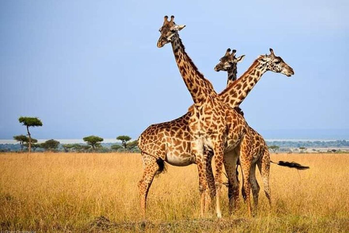 un gruppo di giraffe in piedi in un campo