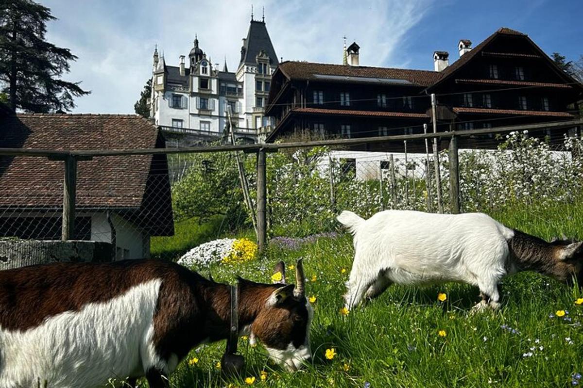 duas cabras pastando na grama em frente a uma casa