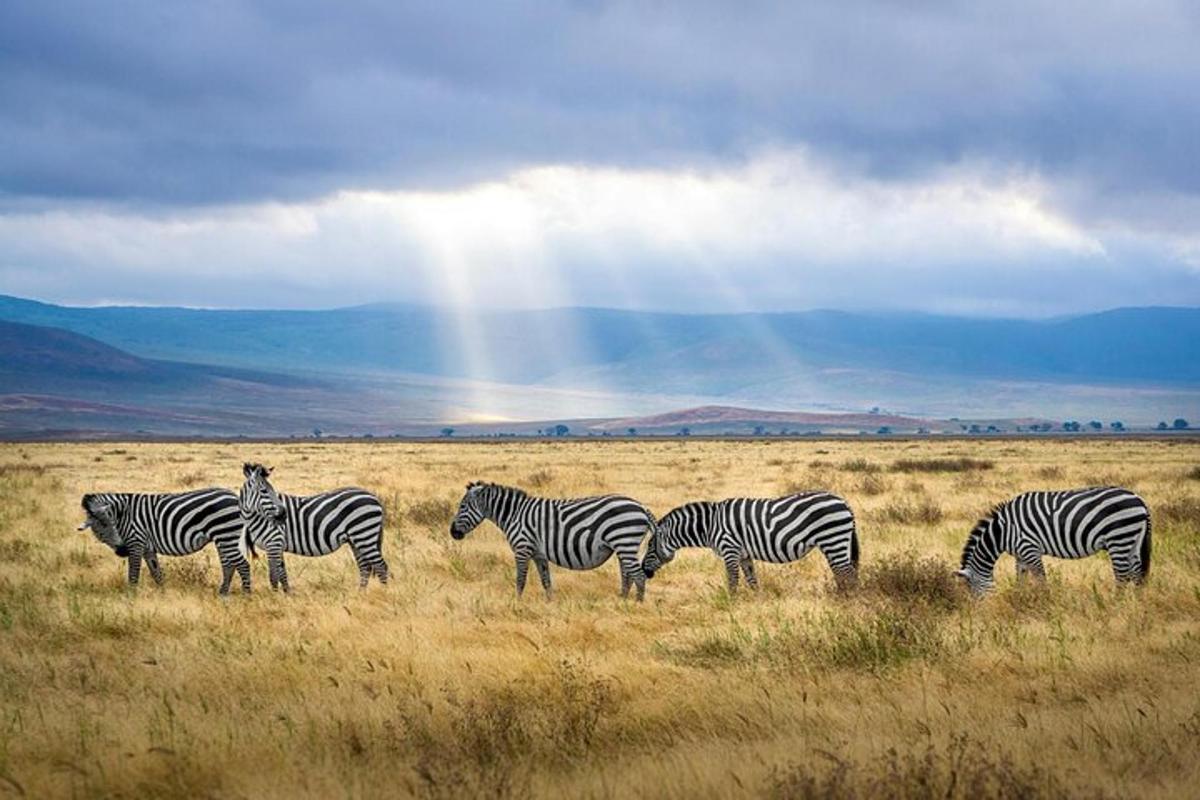un gruppo di zebre in piedi in un campo