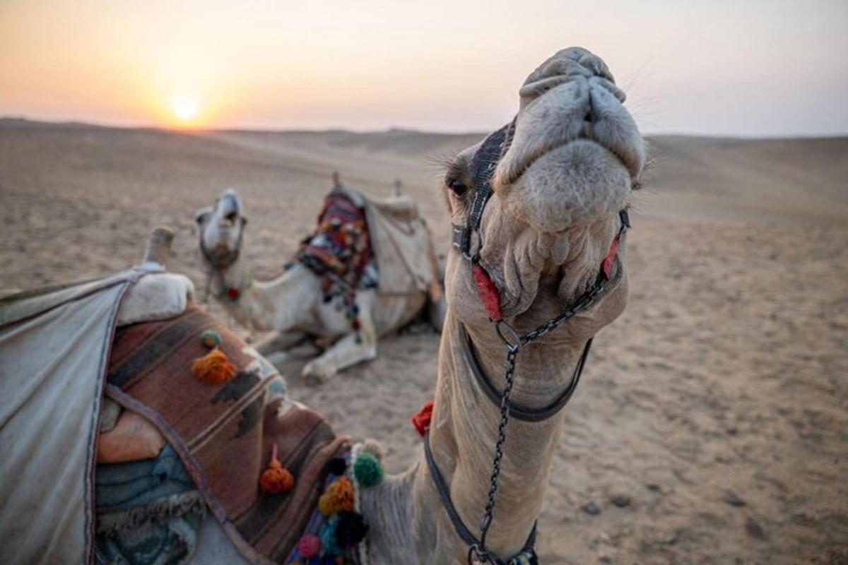 un camell al desert mirant la posta de sol