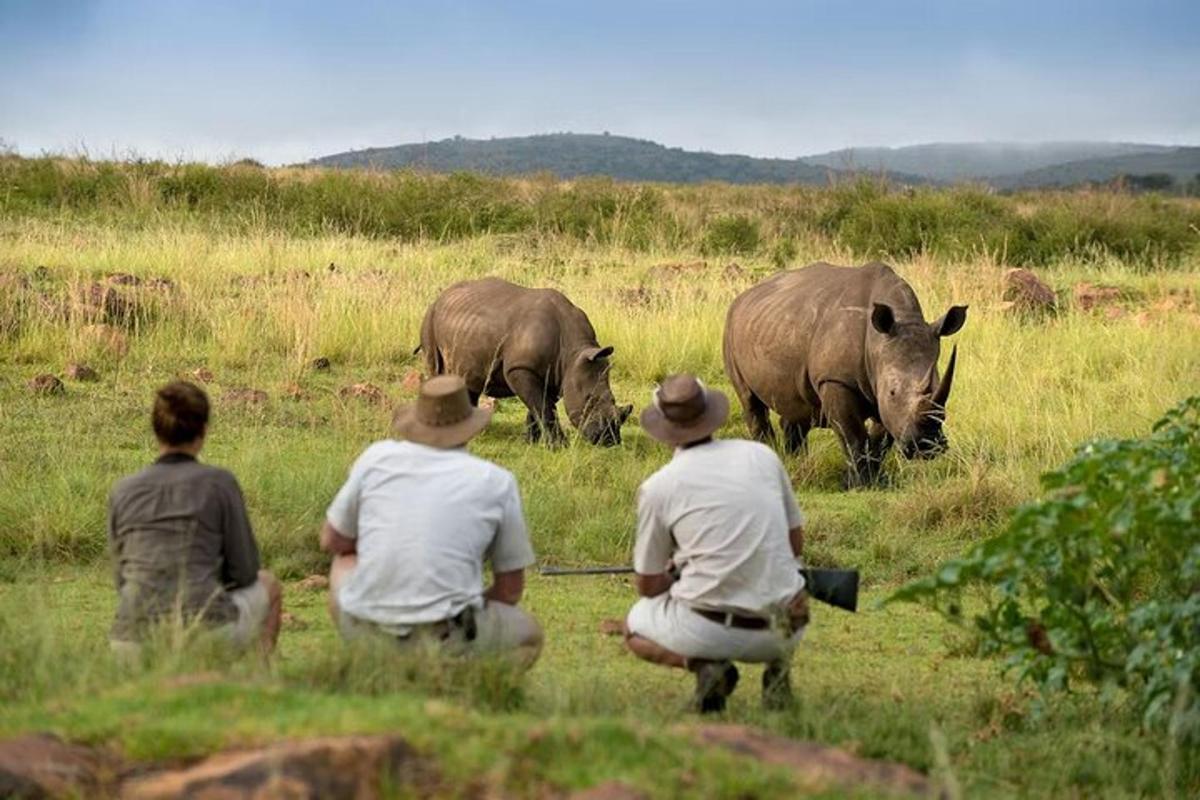 un gruppo di persone sedute in un campo che osservano tre rinoceronti
