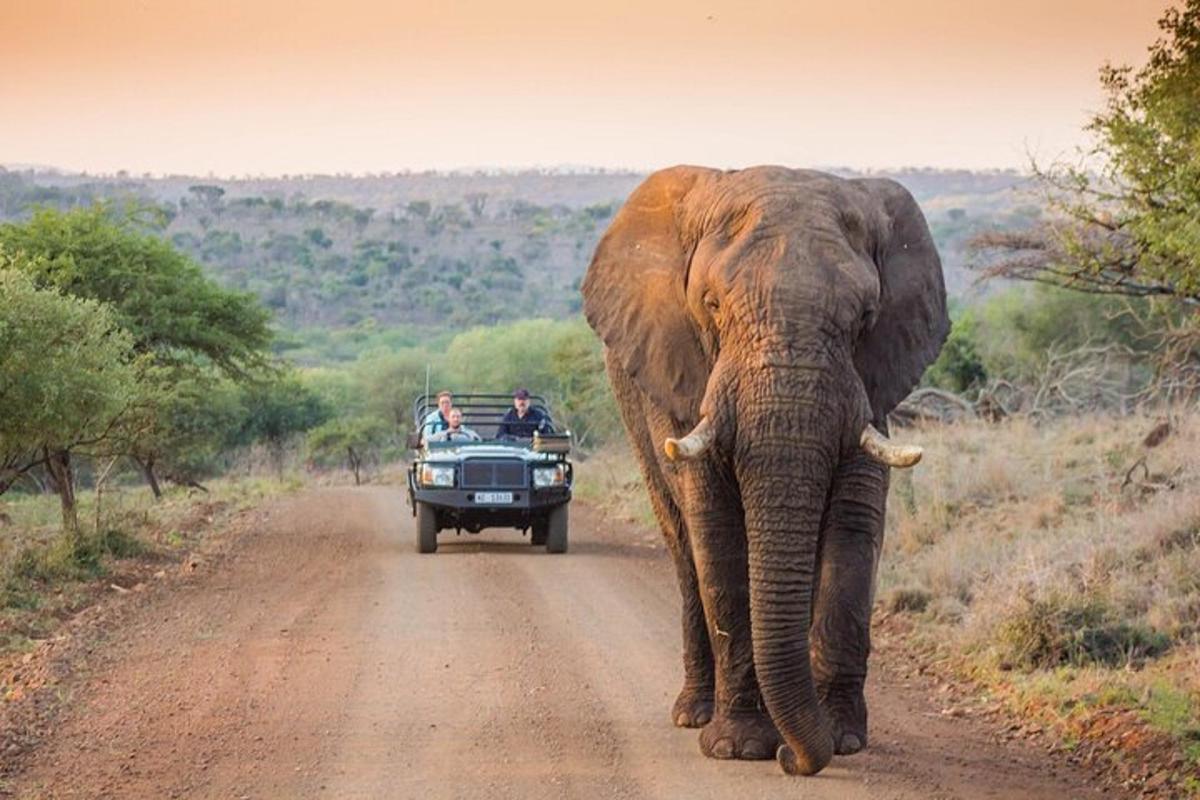 un elefante che cammina lungo una strada sterrata con persone su un camion