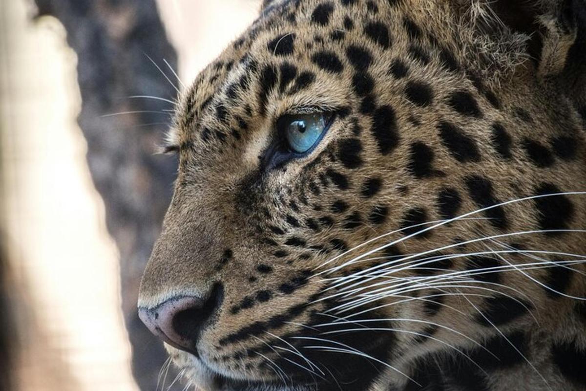 lähivõte siniste silmadega leopardist