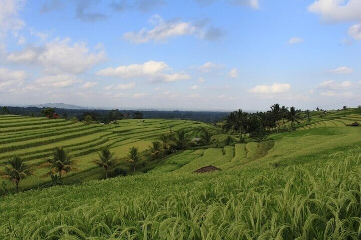 una vista di un campo verde con palme