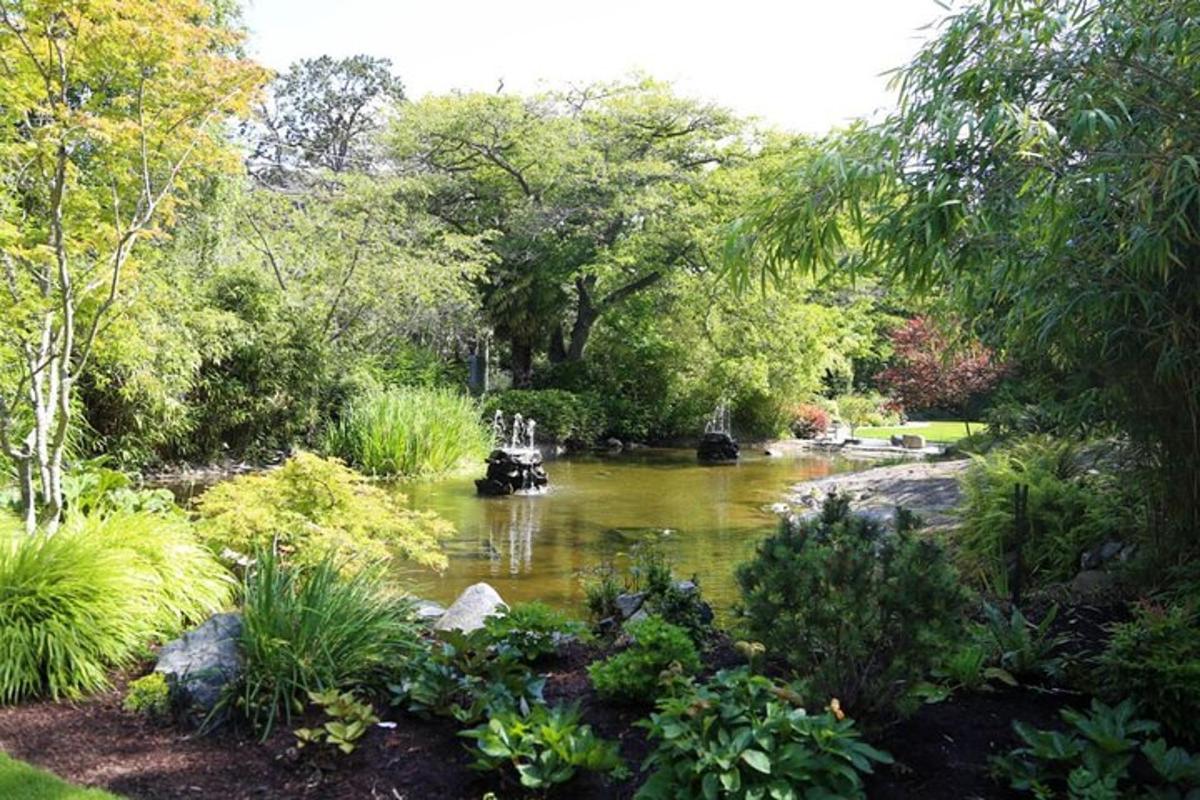 木や植物のある公園の池
