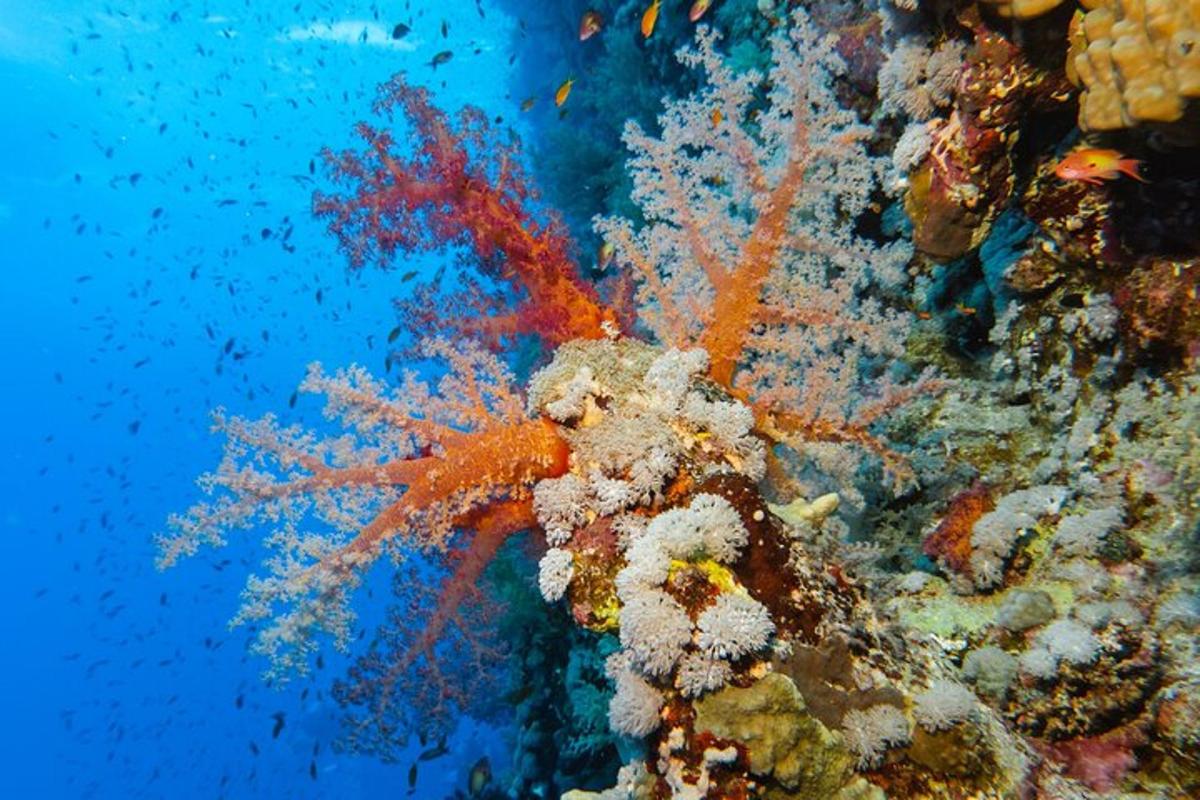 um recife de coral com um peixe-palhaço nele