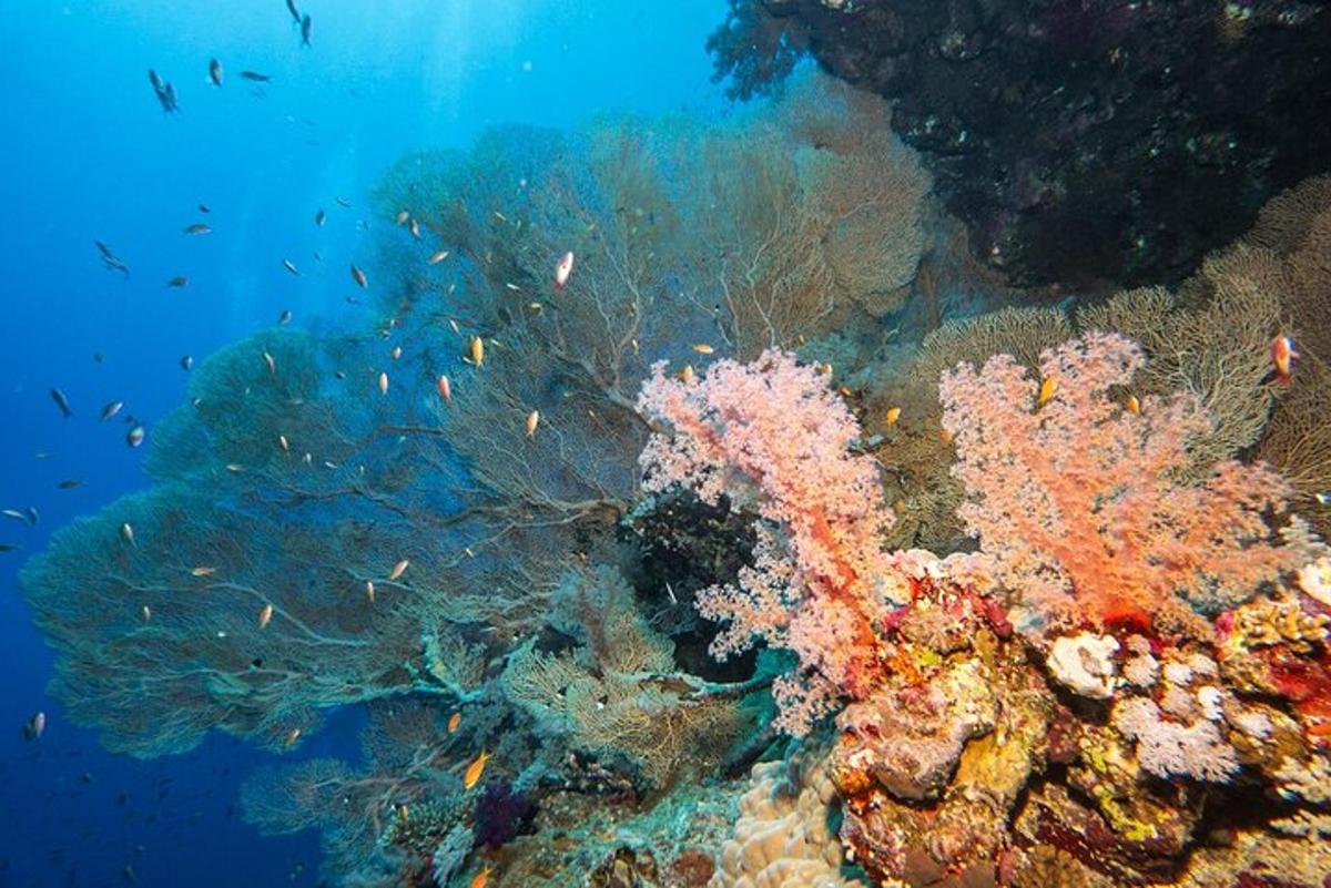 um recife de coral com peixes na água