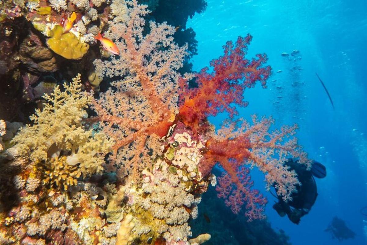 um recife de coral colorido com peixes na água