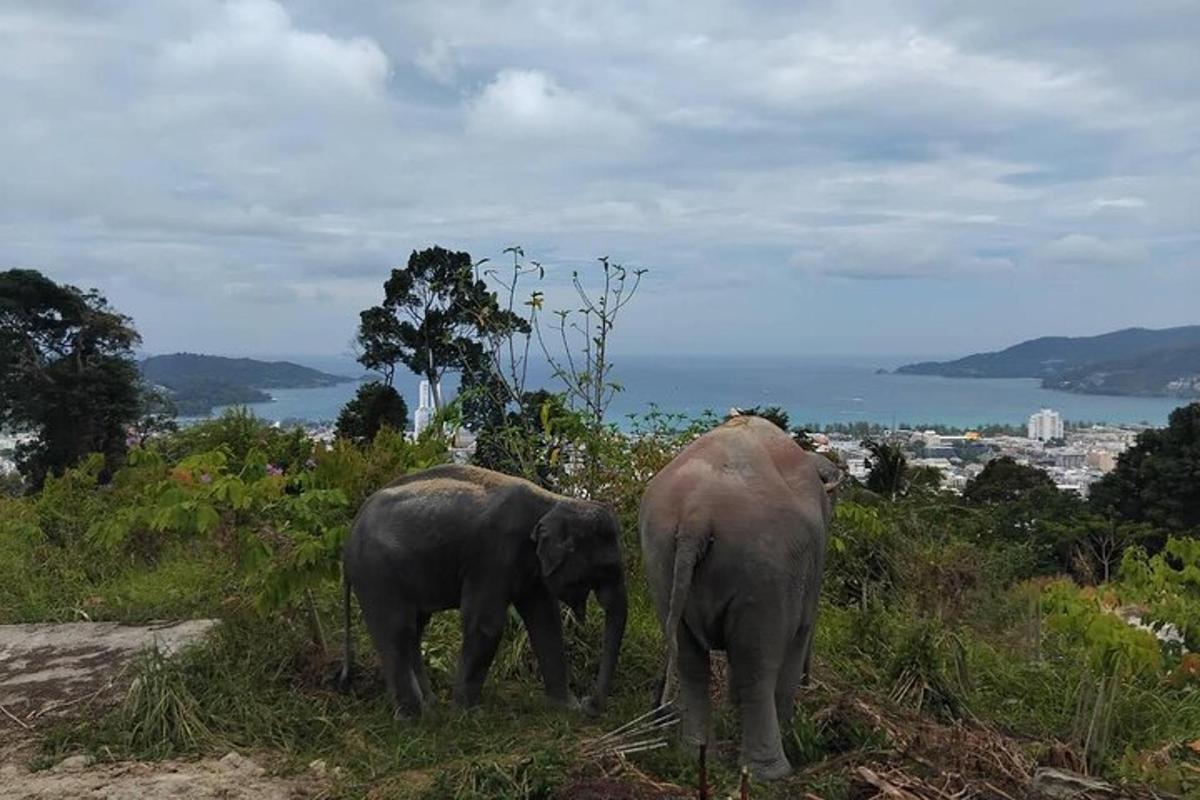 Dos elefantes parados en la cima de una colina