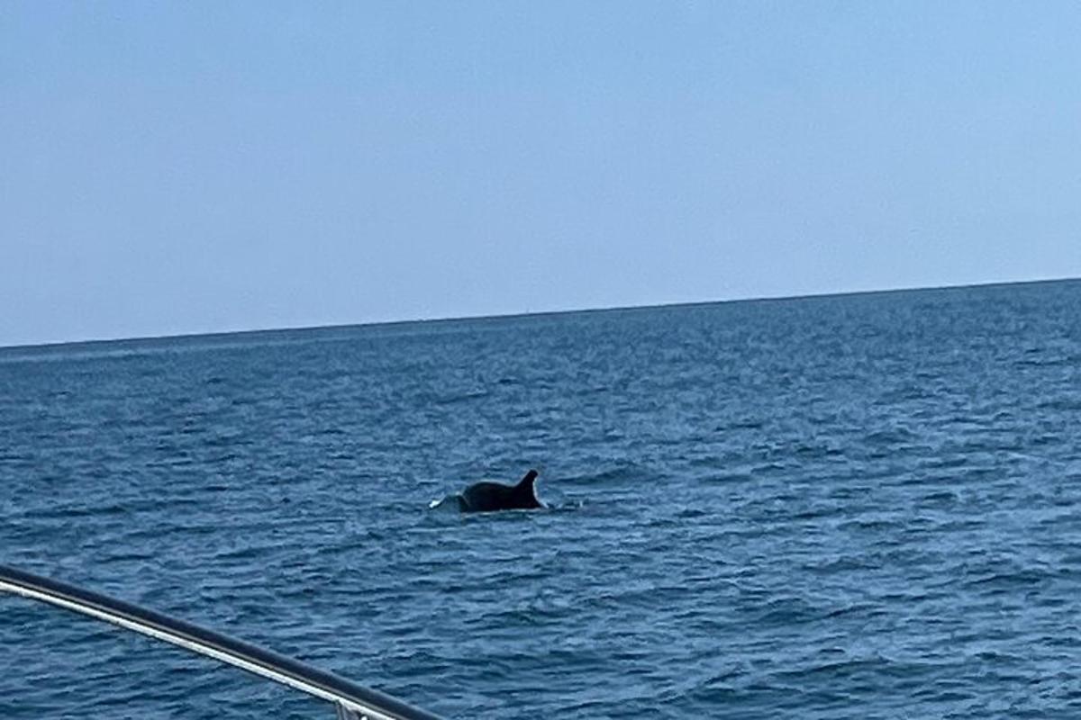 a whale swimming in the water next to a boat