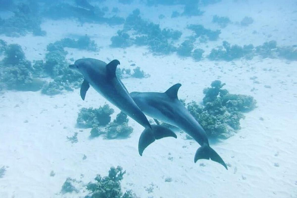 Dva delfíni plaví ve vodě poblíž oceánu