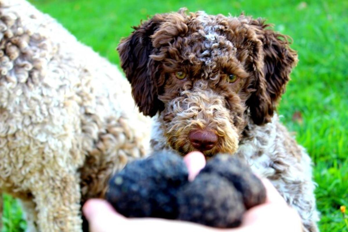 una persona sosteniendo una pelota delante de un perro