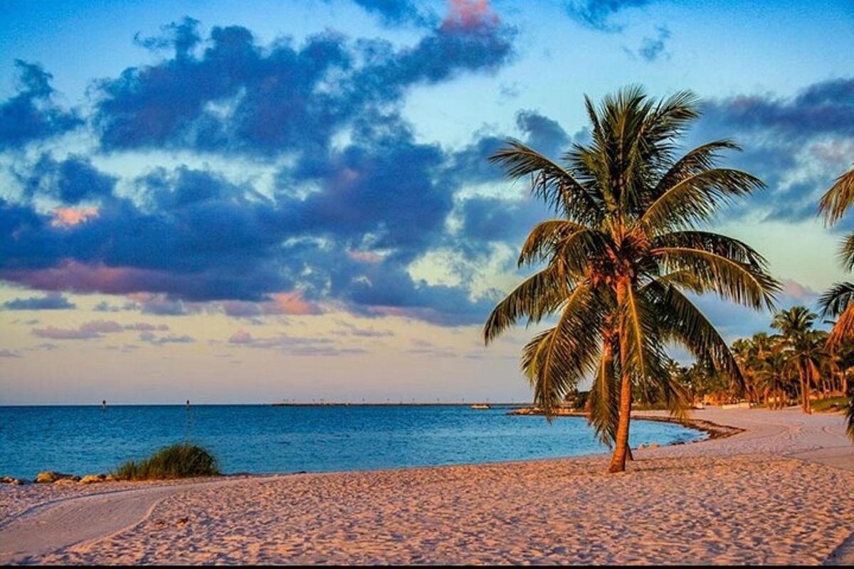 palma na pláži s oceánem