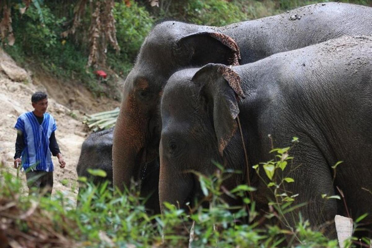a man standing next to two elephants in a field