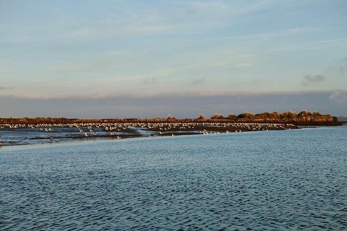 una massa d'aigua amb ocells a la platja