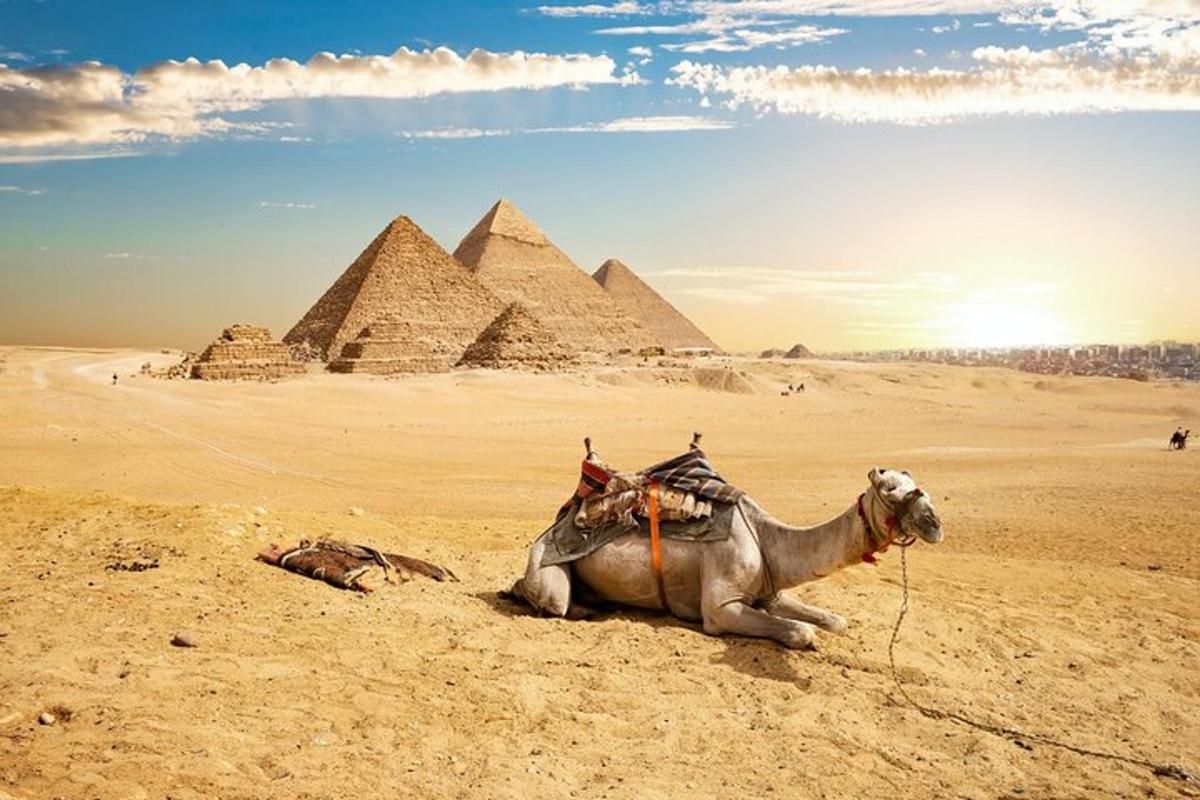 un chameau couché dans le désert avec des pyramides en arrière-plan