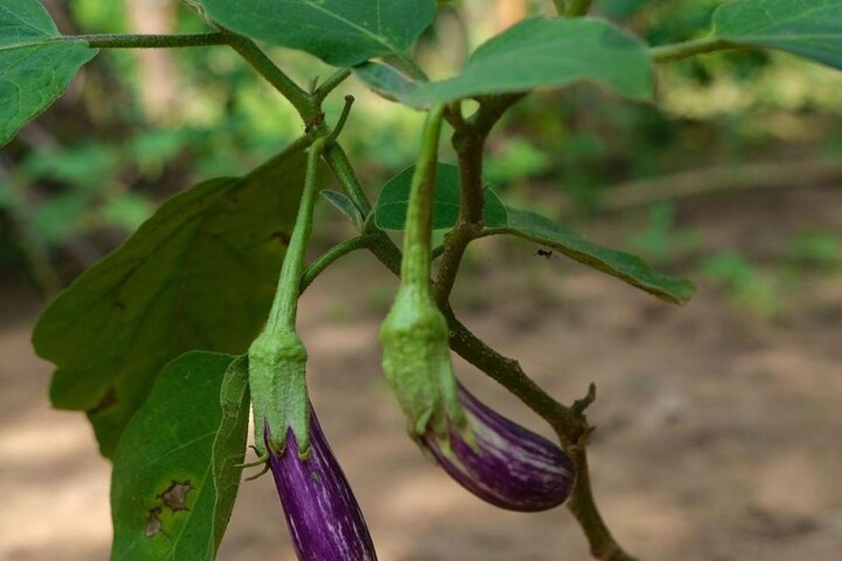 uma flor roxa está crescendo em uma planta