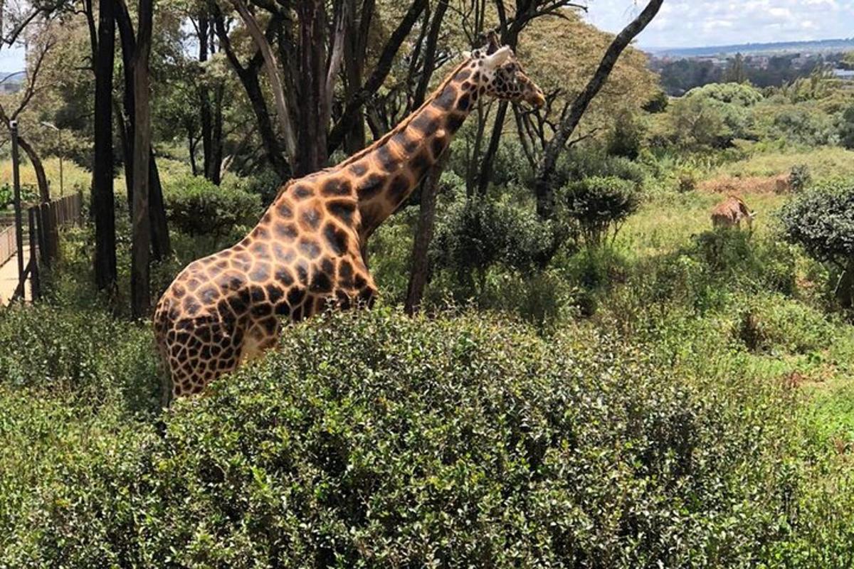 a giraffe standing in a field with trees and bushes