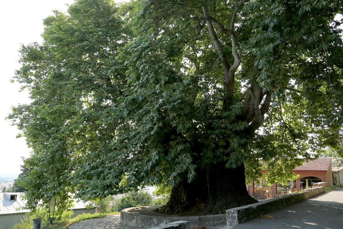 a large tree is sitting in a stone wall