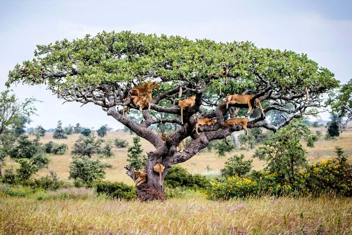 un gruppo di leoni seduti su un albero