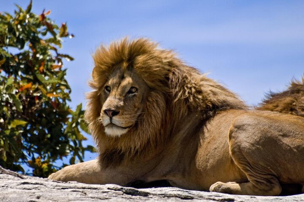 un leone sdraiato in cima a una roccia