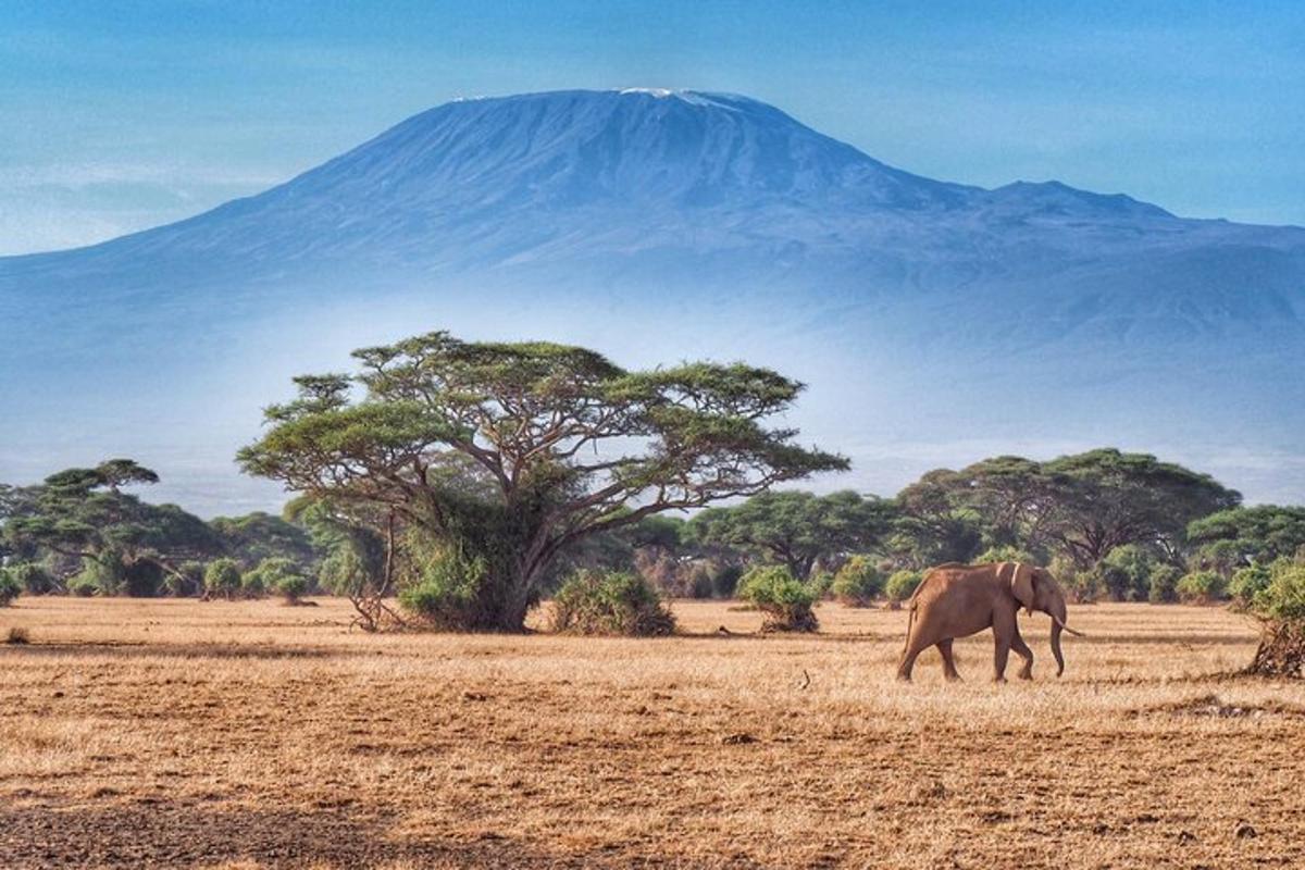 un elefante che cammina in un campo con una montagna sullo sfondo