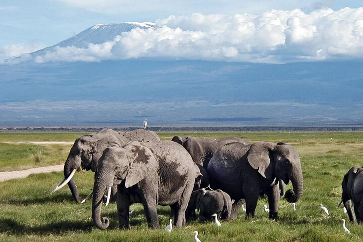 una mandria di elefanti in un campo con una montagna sullo sfondo