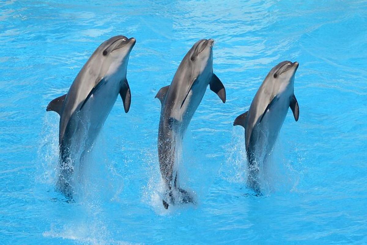 un gruppo di tre delfini nell'acqua