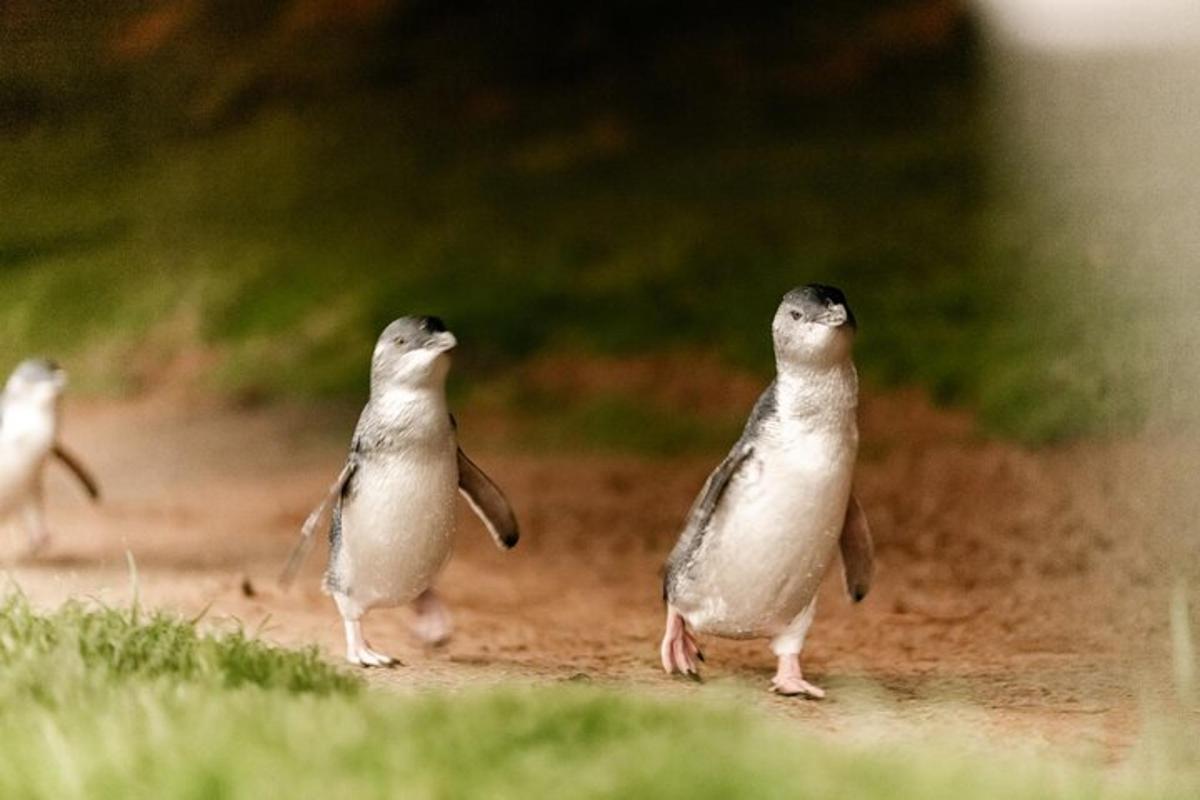 Un grupo de pájaros parados en un camino de tierra